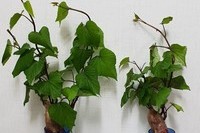 [휴웰수 체험 후기] 고구마 키우기 도전을 해봤어요~